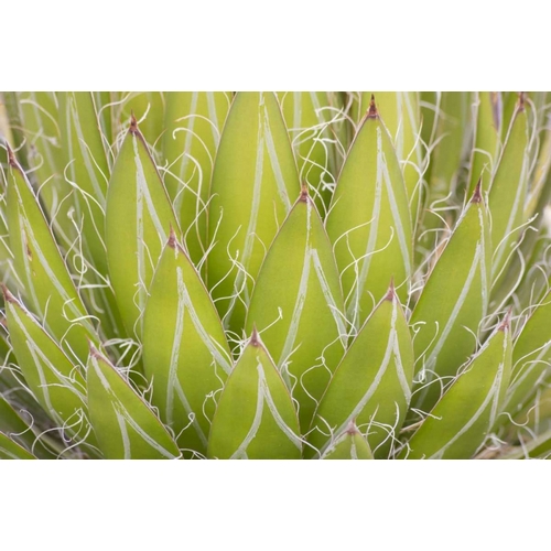 Mexico, San Miguel de Allende Yucca plant